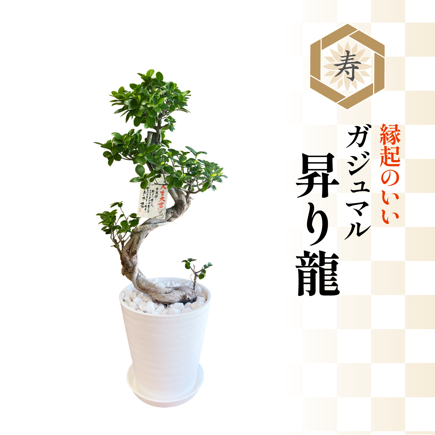 ガジュマル 観葉植物 大型 ガジュマルの木 昇り龍 8号鉢 ギフト おしゃれ 観葉 植物 鉢植え 開店祝い お祝い プレゼント 贈り物 沖縄 :  yh0618 : 花のギフト社OnlineShop - 通販 - Yahoo!ショッピング