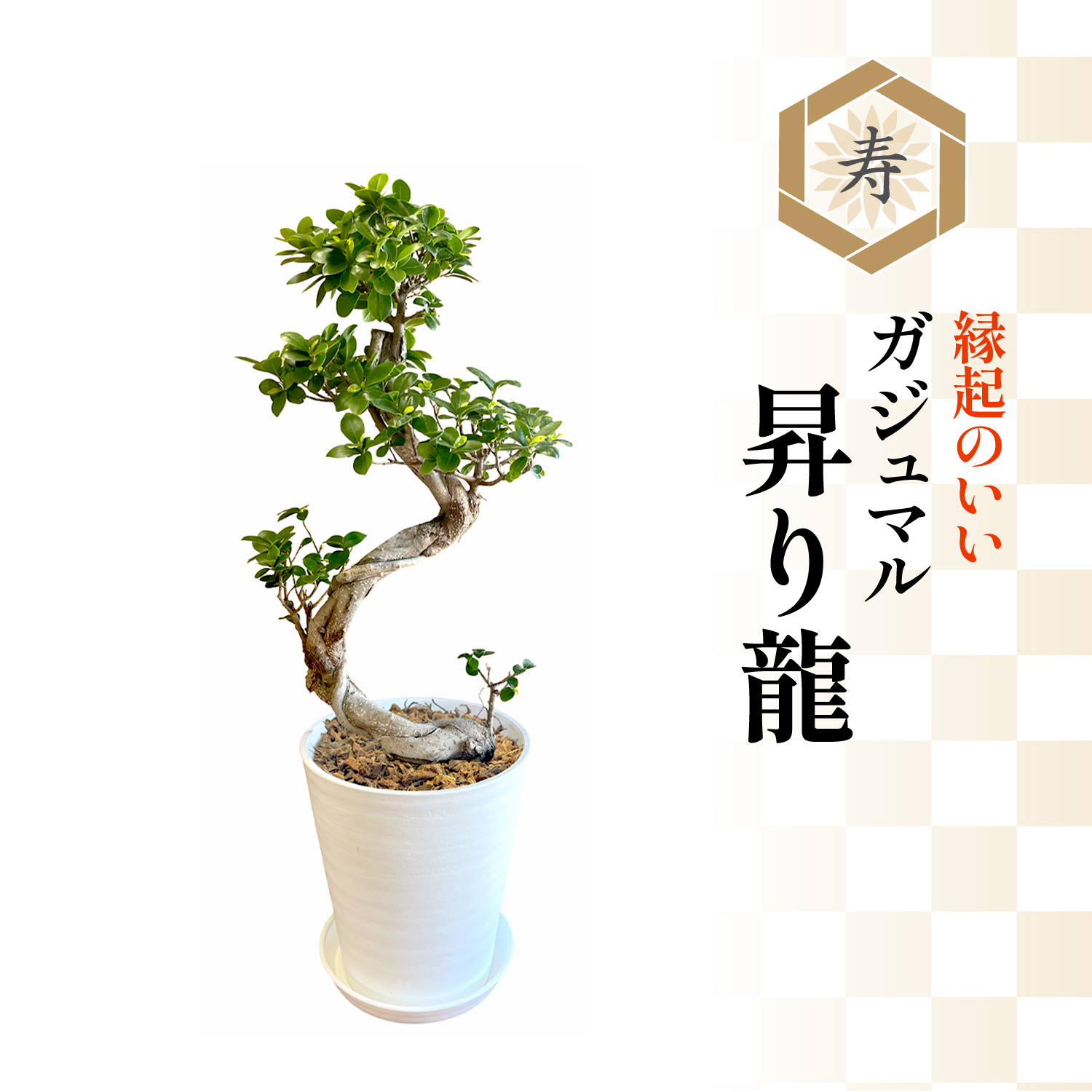 ガジュマル　昇り龍 Amazon.co.jp: PLANCHU 観葉植物 ガジュマル 昇り竜＆太幹 2鉢