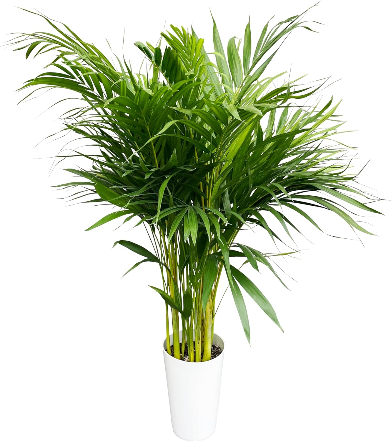 観葉植物 ヤシの木 アレカヤシ 7号鉢