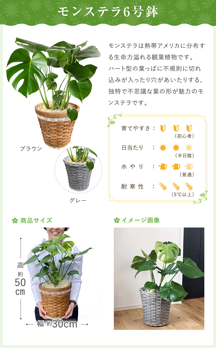 あすつく 14時まで モンステラ 観葉植物 大型 鉢 おしゃれ 6号鉢