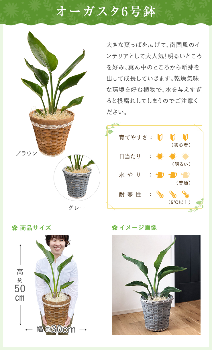 あすつく 14時まで モンステラ 観葉植物 大型 鉢 おしゃれ 6号鉢