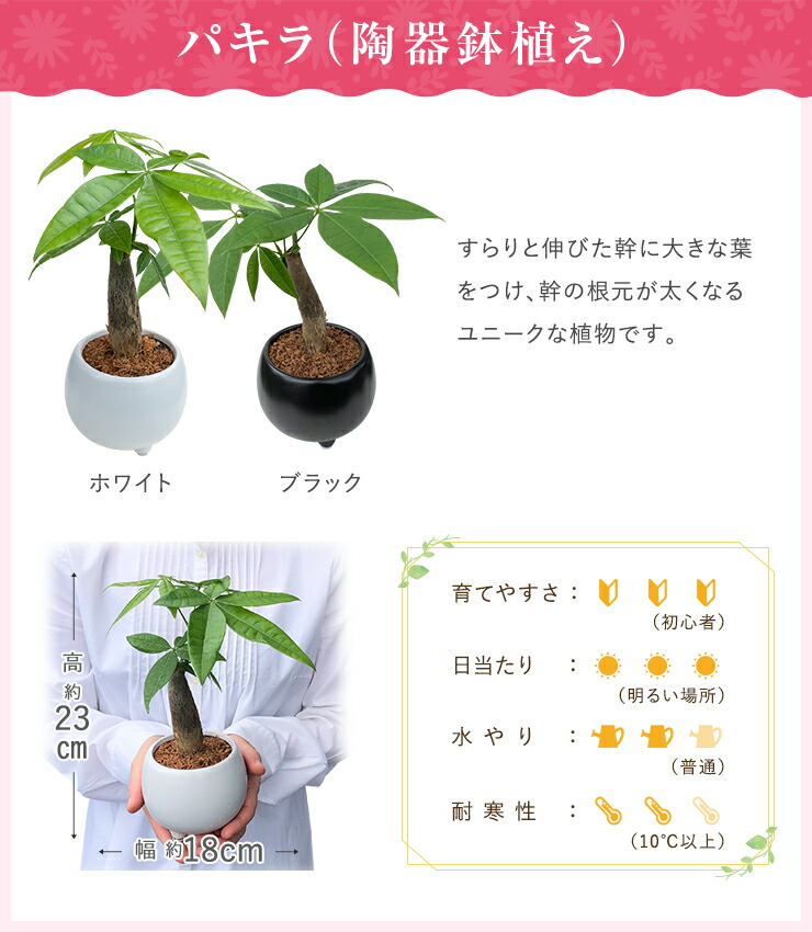 あすつく 14時まで ミニ観葉植物 ガジュマル サンスベリア 金のなる木 多幸の木 サンセベリア 虎の尾 お金のなる木 観葉植物 多肉植物 インテリア  グリーン : yh0641 : 花のギフト社OnlineShop - 通販 - Yahoo!ショッピング