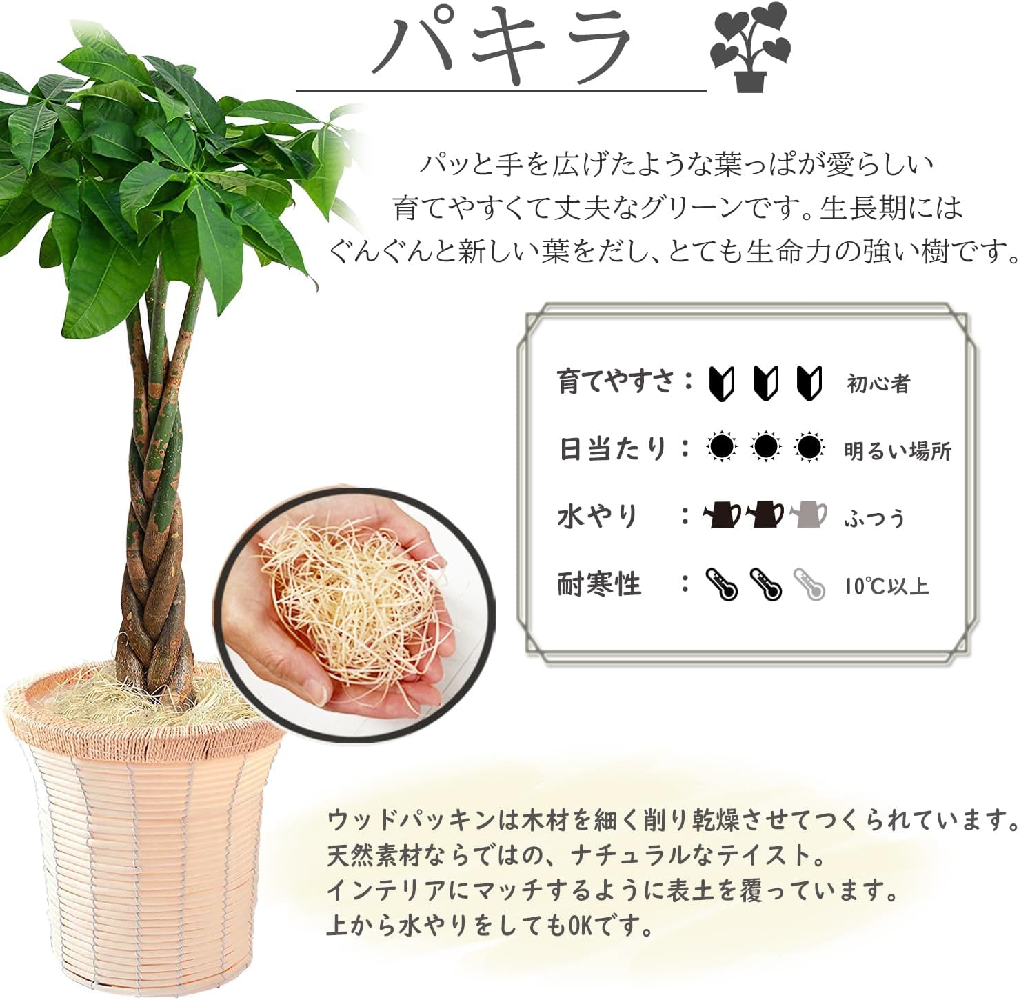花のギフト社 観葉植物 オーガスタ パキラ アレカヤシ モンステラ 大型