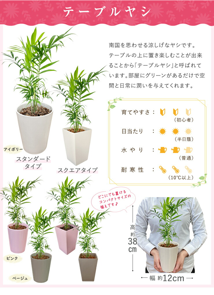 957円 最大56%OFFクーポン あす楽 14時まで 観葉植物 ミニ 観葉