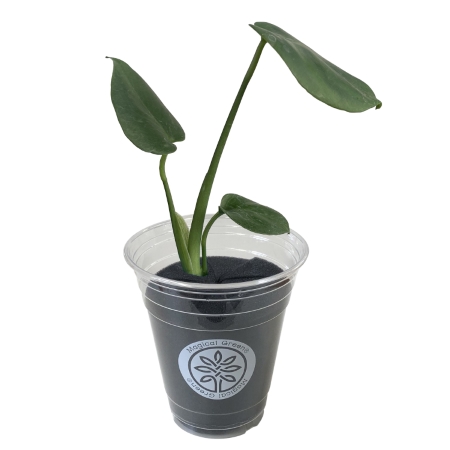 その他観葉植物 SHU zamioculcas-1_1.jpg?1705653877