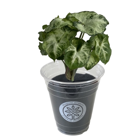 花のギフト社 あすつく 14時まで観葉植物 小さい 鉢 おしゃれ 白