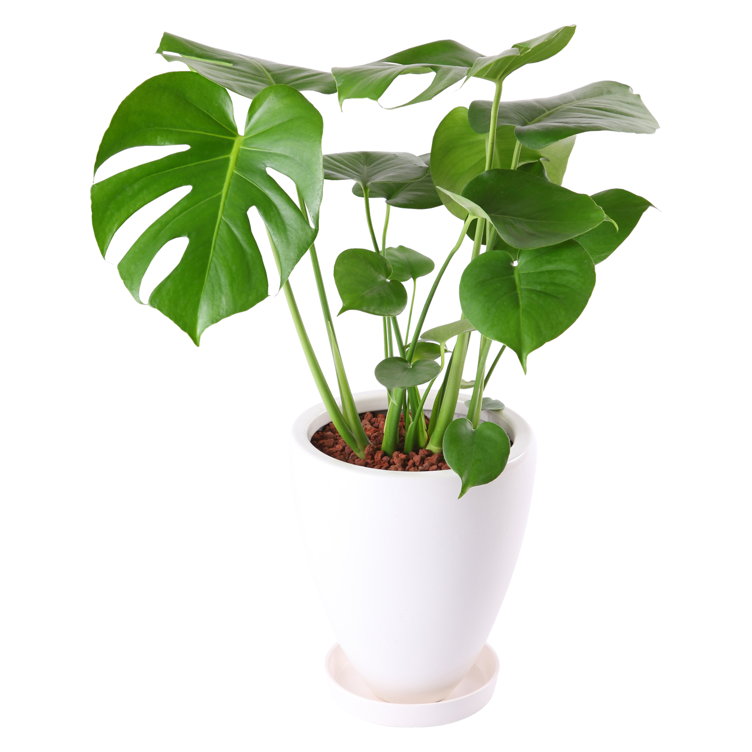 モンステラ、ストレチアオーガスタ観葉植物 花のギフト社 観葉植物 オーガスタ ストレリチア モンステラ 6号