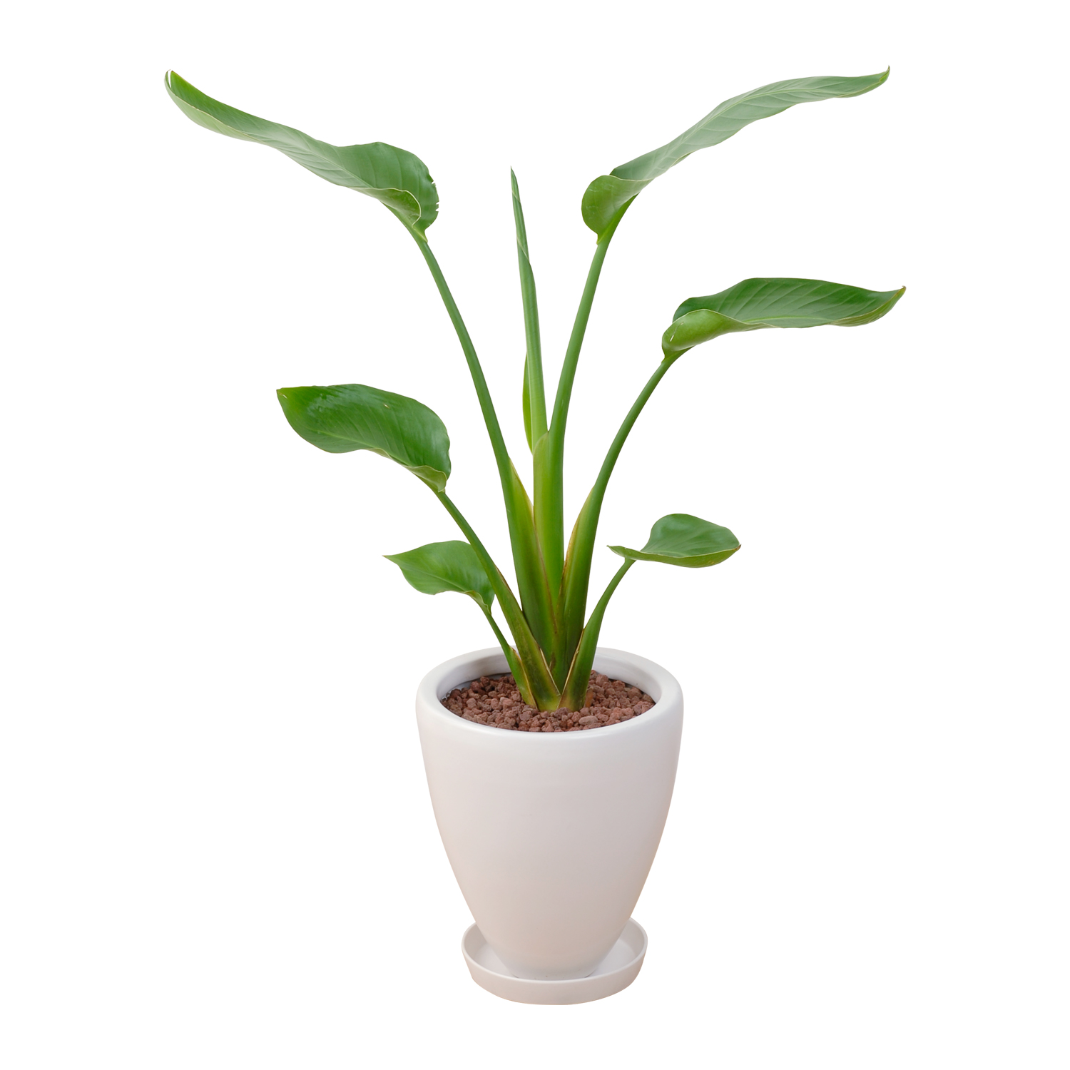 花のギフト社 観葉植物 オーガスタ ストレリチア モンステラ 6号