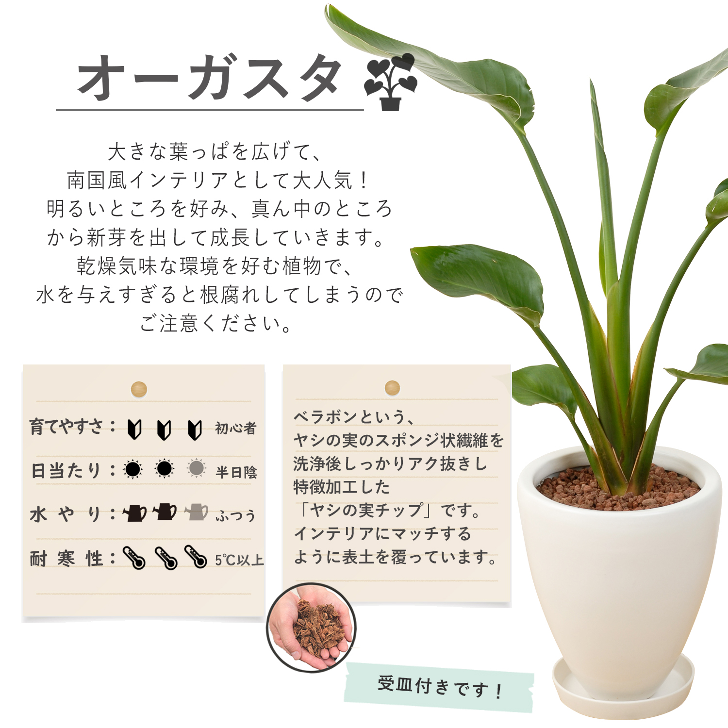 モンステラ、ストレチアオーガスタ観葉植物 花のギフト社 観葉植物 オーガスタ ストレリチア モンステラ 6号