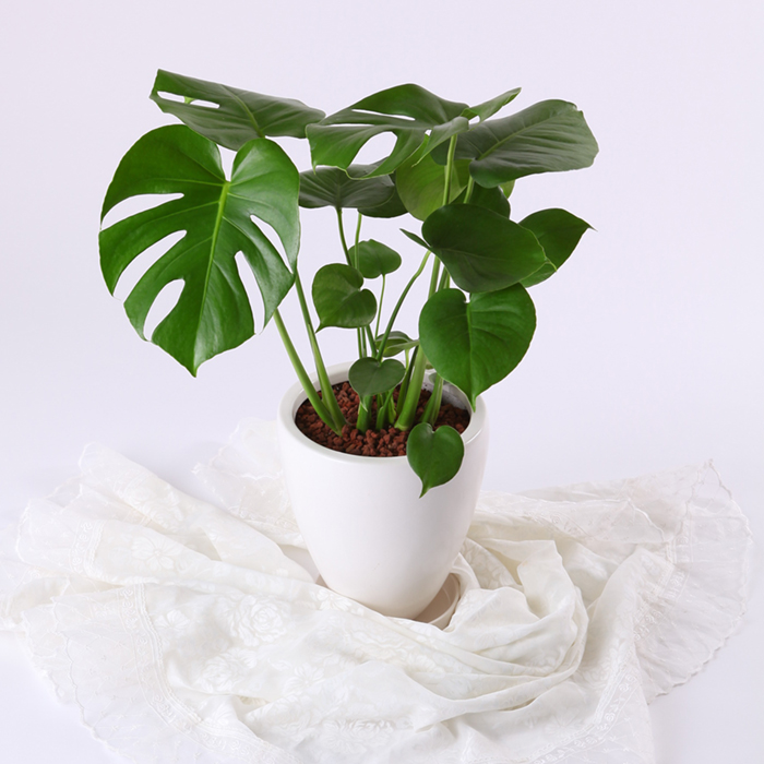 モンステラ、ストレチアオーガスタ観葉植物 花のギフト社 観葉植物 オーガスタ ストレリチア モンステラ 6号