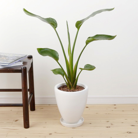 モンステラ、ストレチアオーガスタ観葉植物 花のギフト社 観葉植物 オーガスタ ストレリチア モンステラ 6号