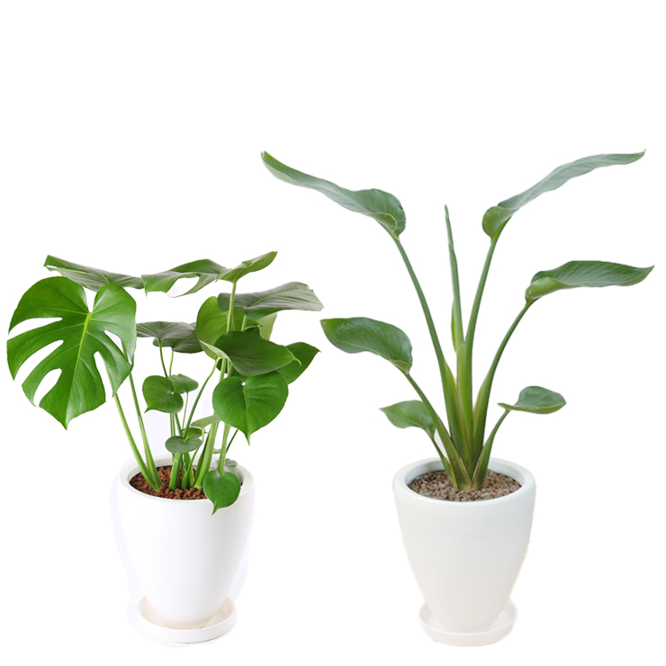 花のギフト社 観葉植物 オーガスタ ストレリチア モンステラ 6号