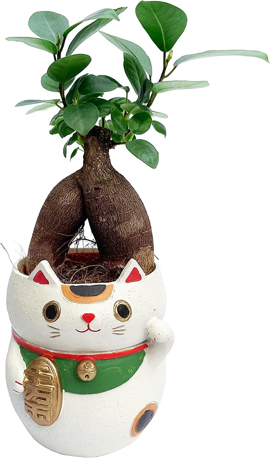 招き猫 置物 観葉植物 小さい 金のなる木 ガジュマル サンスベリア ミニ 金の生る木 鉢植え ミニ観葉植物 多肉植物 多肉 金の成る木 ガジュマル｜hananogiftsya｜03