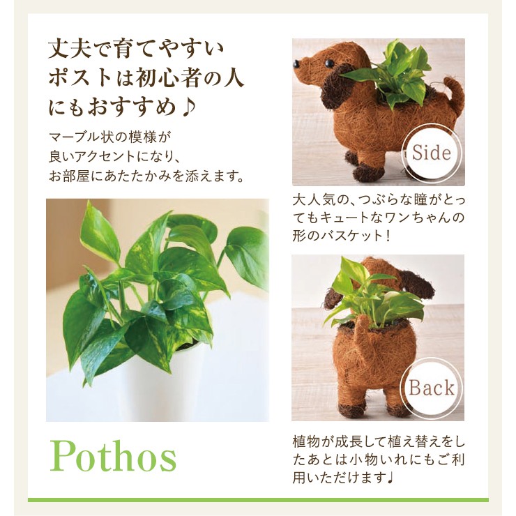 花のギフト社 メッセージ・リボン付きわんわんバスケット ポチ＆ポトス