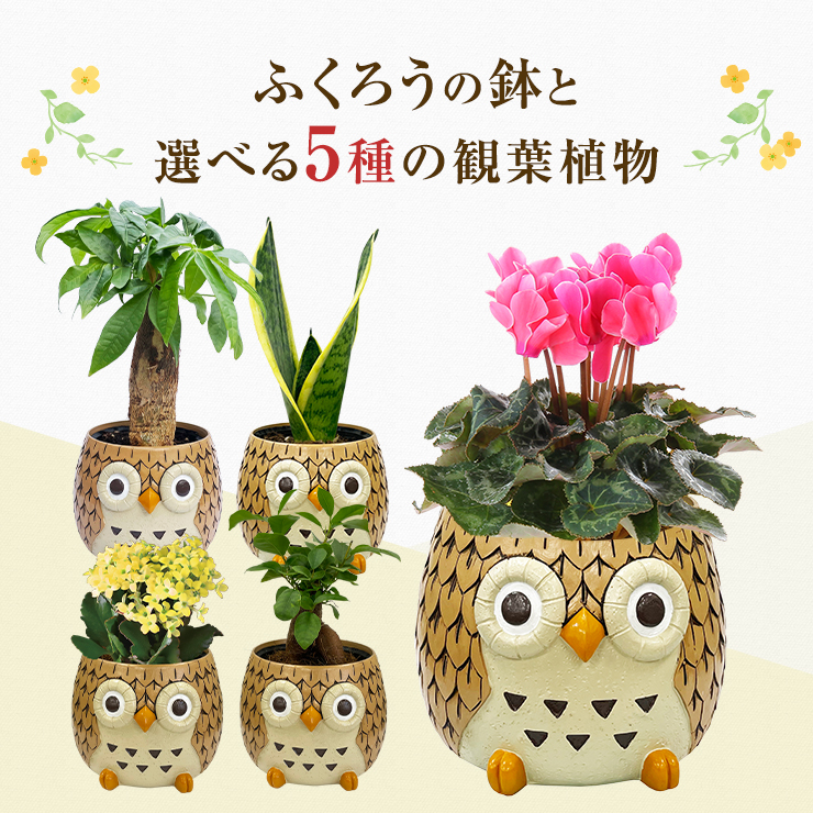 花のギフト社 フクロウ ふくろう 置物 梟 観葉植物 小さい ガジュマル