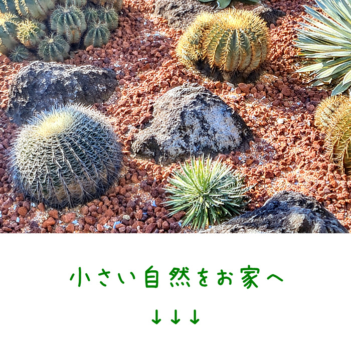 多肉植物　花サボテン　ミカン様 リクエスト 4点 まとめ商品 多肉植物 花サボテン 4点セット - メルカリ