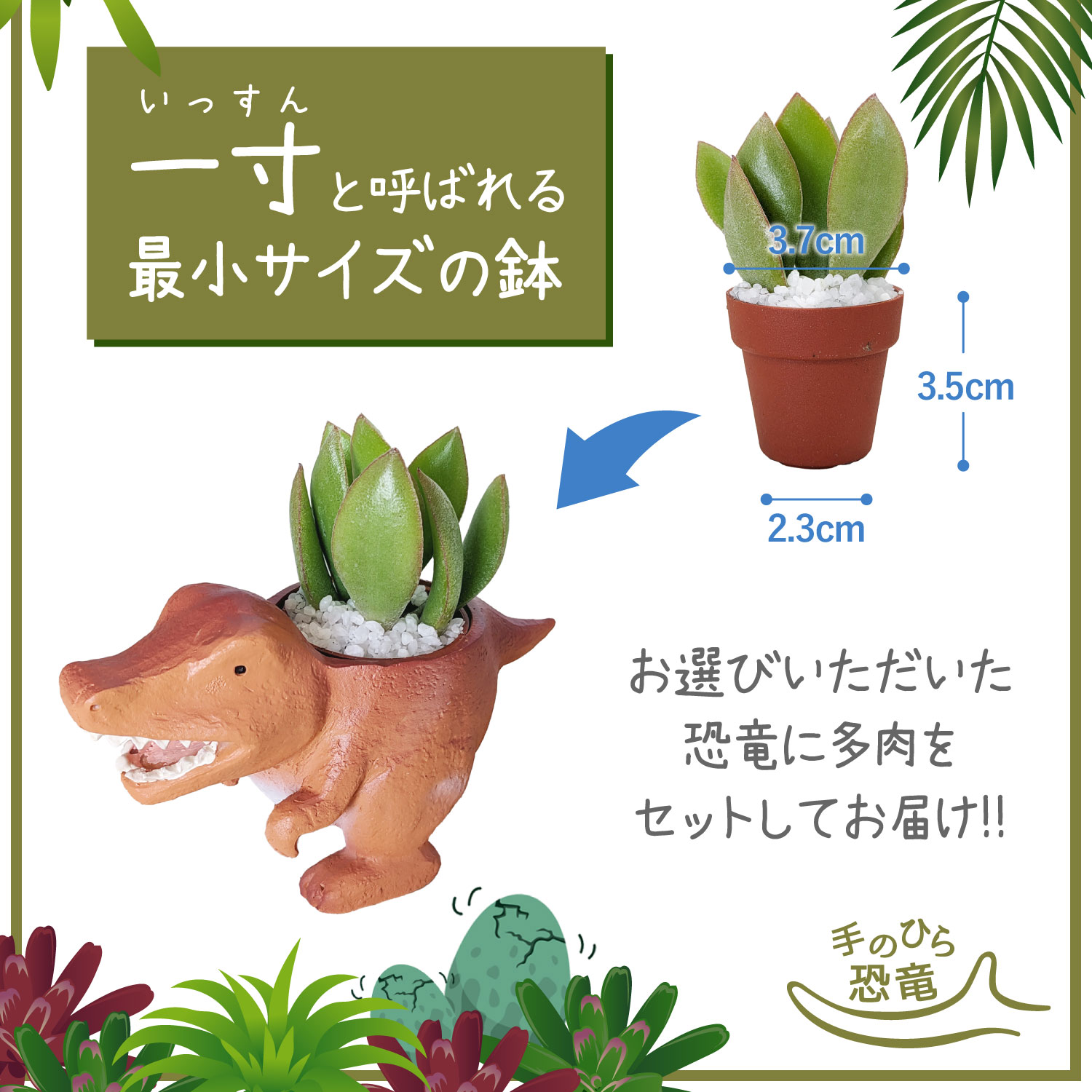 花のギフト社 多肉植物 鉢植え 多肉 トリケラトプス ティラノサウルス