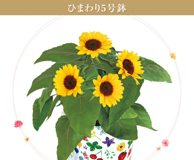 花のギフト社 母の日 父の日 ギフト プレゼント 花 鉢植え
