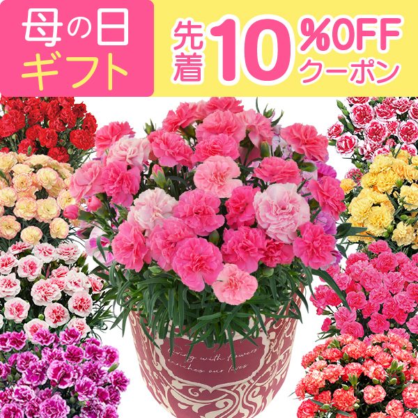 母の日｜花のギフト社