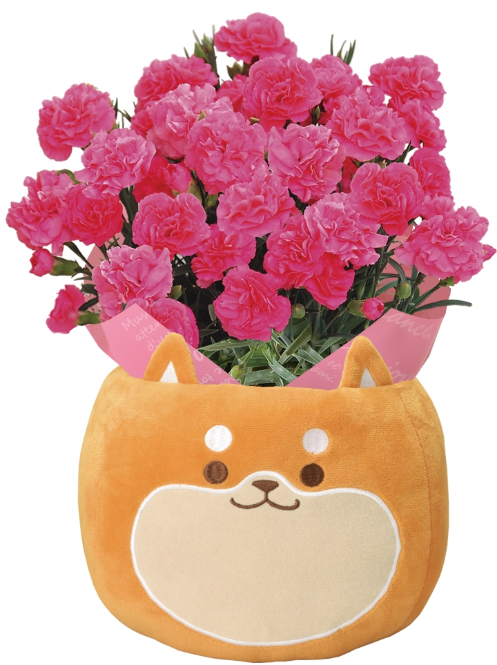 母の日 22 早割 ギフト 花 プレゼント 花鉢 鉢花 鉢植え カーネーション アジサイ クレマチス 東北 関西 送料無料 鉢花 お届け5 3 5 8のいずれか 当店お任せに同意