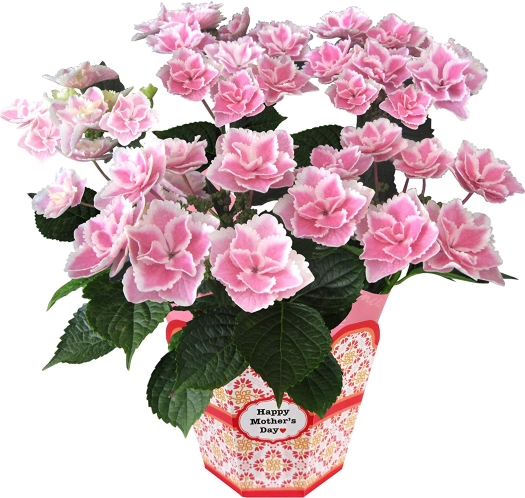 母の日 22 早割 ギフト 花 プレゼント 花鉢 鉢花 鉢植え カーネーション アジサイ クレマチス 東北 関西 送料無料 鉢花 お届け5 3 5 8のいずれか 当店お任せに同意