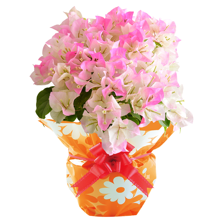 ブーゲンビリア❤︎専用ページ 花のギフト社 ブーゲンビリア 鉢植え 鉢花 花鉢 夏の花 ギフト