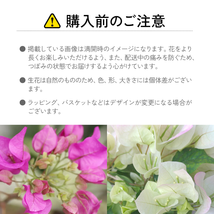 花のギフト社 ブーゲンビリア 鉢植え 鉢花 花鉢 夏の花 ギフト