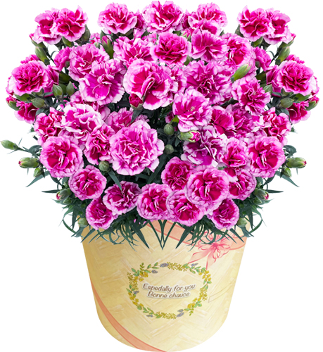 花のギフト社 母の日 プレゼント 2025 花 ギフト カーネーション 花のギフト社 母の日 プレゼント 2025 花 ギフト カーネーション