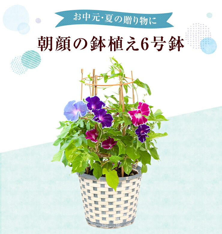 あすつく 14時まで 朝顔鉢植え 朝顔の鉢植え 朝顔 朝顔市 鉢花 花鉢 あさがお アサガオ 鉢植え フラワーギフト 中元 ギフト 誕生日 花 プレゼント 花のギフト社 Yh 花のギフト社onlineshop 通販 Yahoo ショッピング