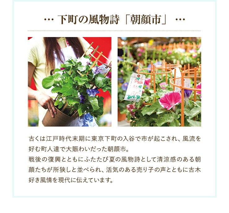 花のギフト社 朝顔 鉢植え 朝顔の鉢植え 朝顔鉢植え 朝顔市 鉢花 花鉢