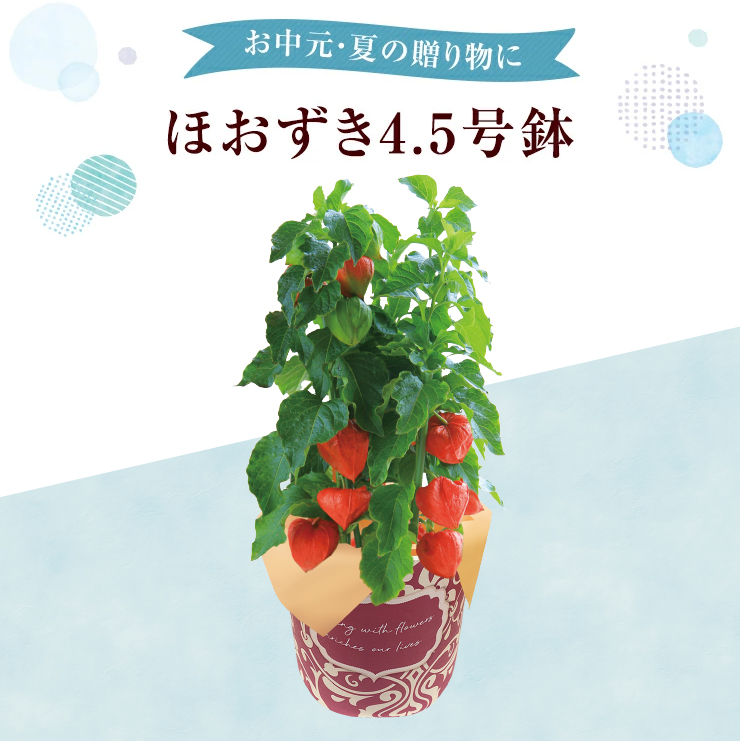 花のギフト社 ほおずき 鉢植え ホオズキ ほおずき市 お盆 花 苗