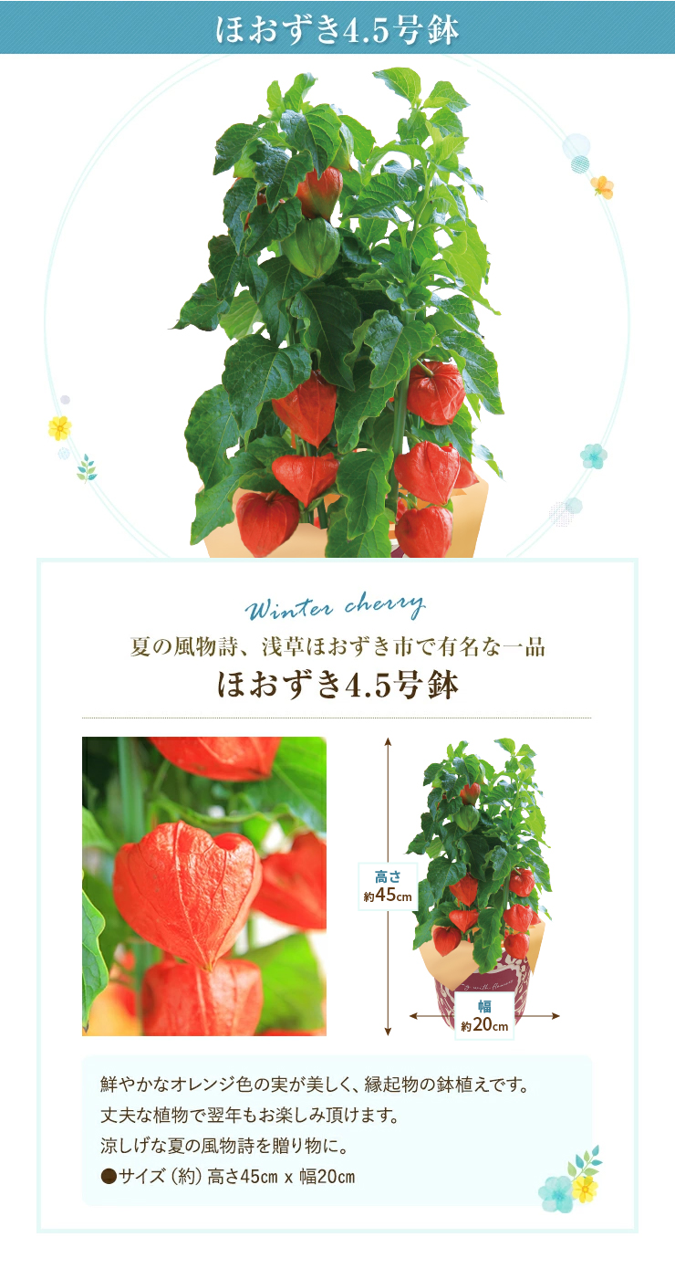 ほおずき　実　生花　100個 ほおずき 実 生花 100個 - メルカリ