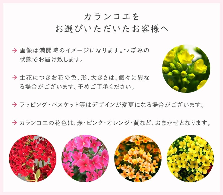 864円 25 Off ガジュマル カランコエ シクラメン 選べる 観葉植物 お花 花鉢 鉢花