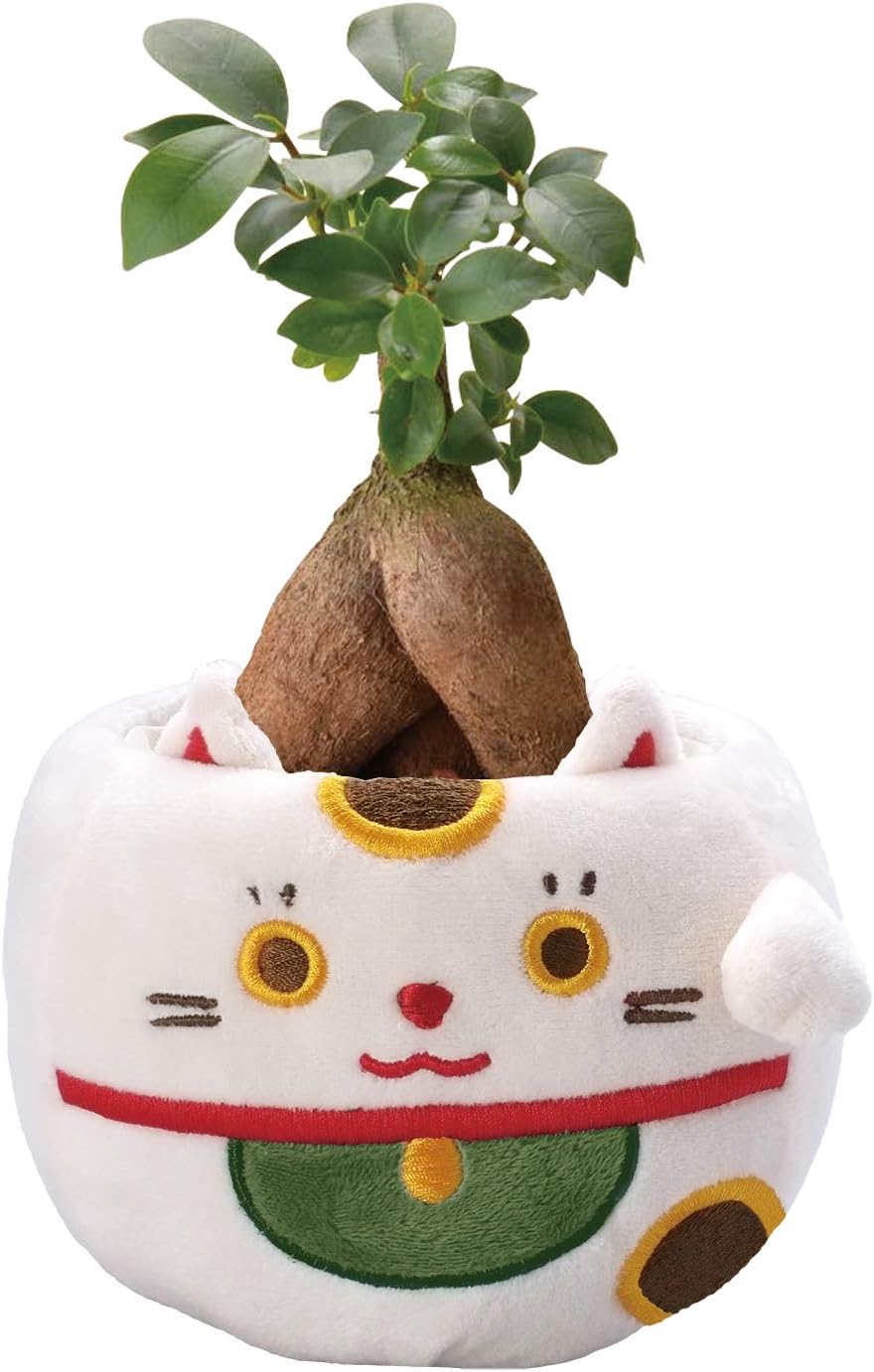 花のギフト社 ガジュマル カランコエ 観葉植物 花 プレゼント 選べる