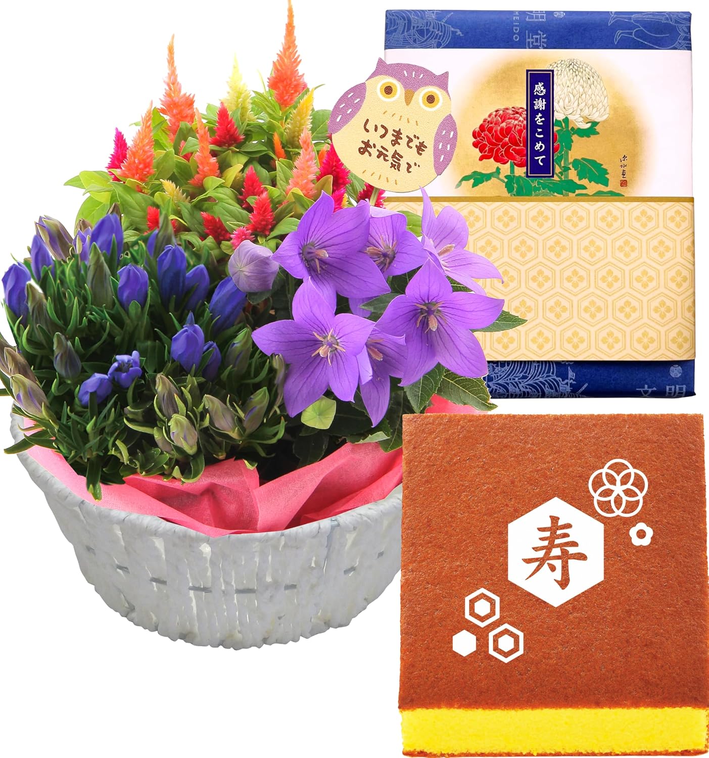 ✨美品☆生花鉢、華道家、価値ある華鉢！ 楽天市場】観葉植物 寄せ植え(幸福の木)8号角高陶器鉢(白黒) 高