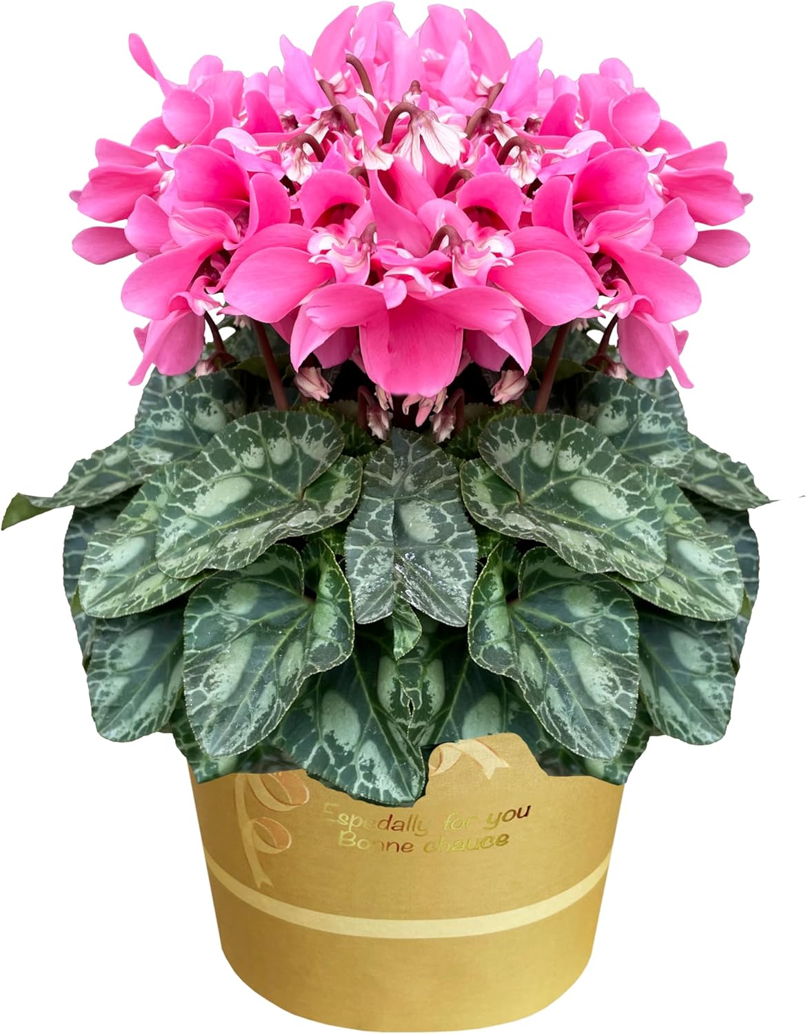 シクラメン 8号鉢のおすすめ人気商品一覧 通販 - Yahoo!ショッピング