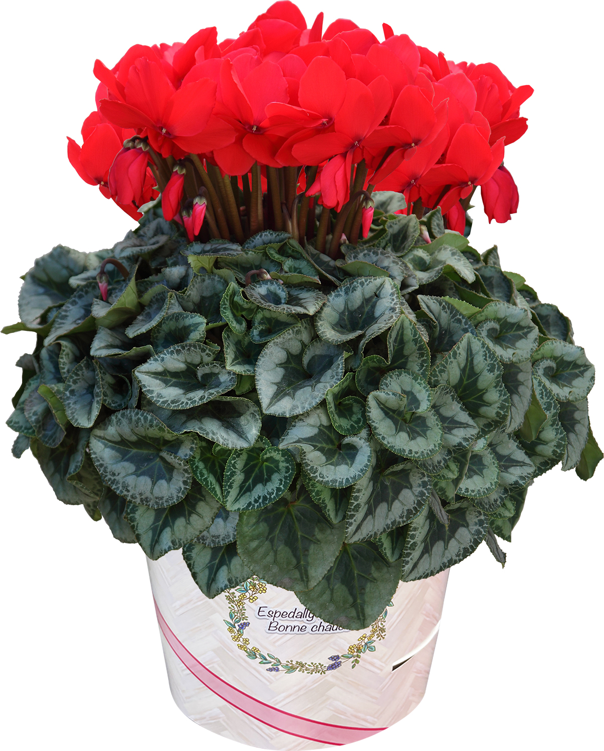 花のギフト社 シクラメン 6号鉢 花 ギフト プレゼント お花 6号 鉢