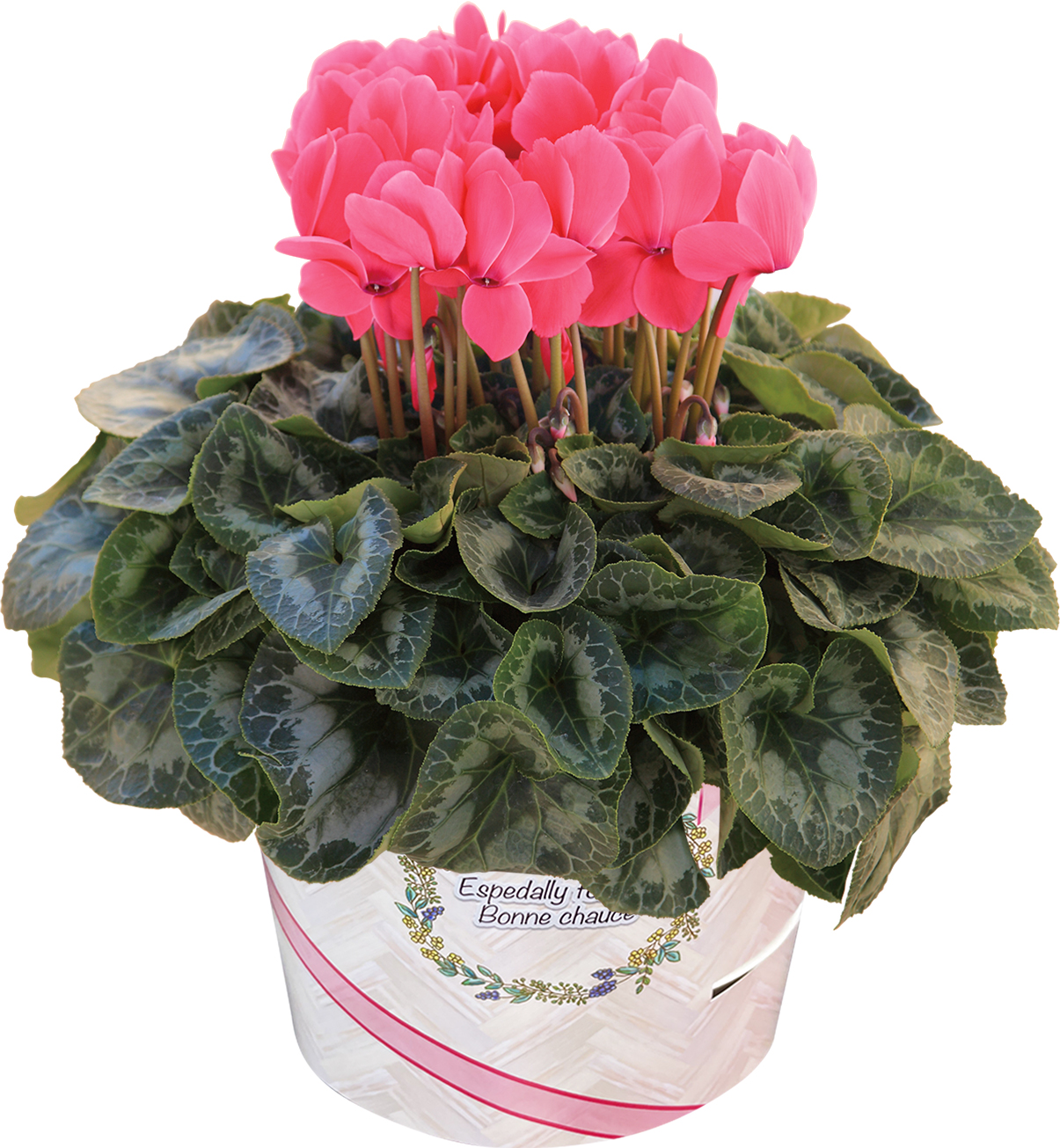 花のギフト社 シクラメン 6号鉢 花 ギフト プレゼント お花 6号 鉢