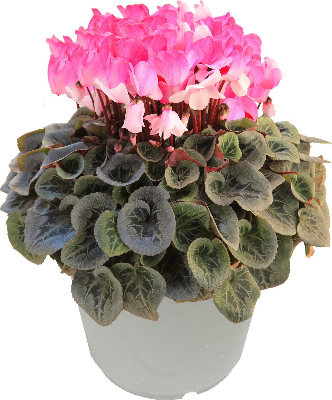 花のギフト社 シクラメン 7号鉢 花 ギフト プレゼント お花 7号 鉢