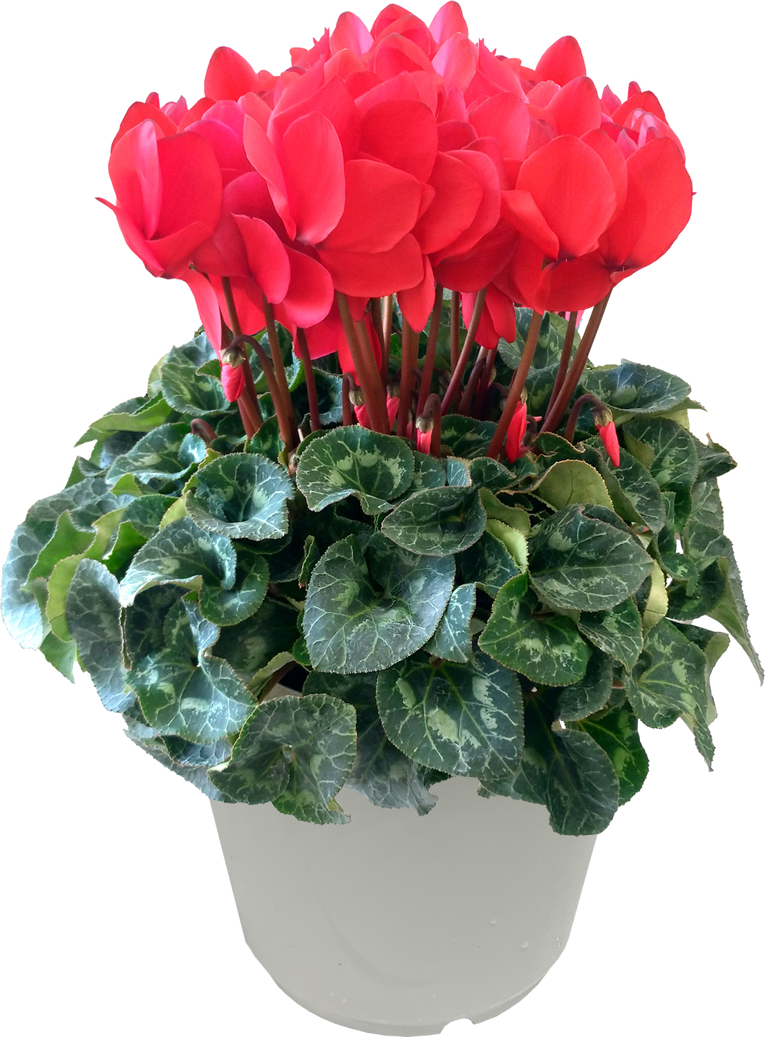 七宝額　シクラメン 花のギフト社 シクラメン 7号鉢 花 ギフト プレゼント お花 7号 鉢