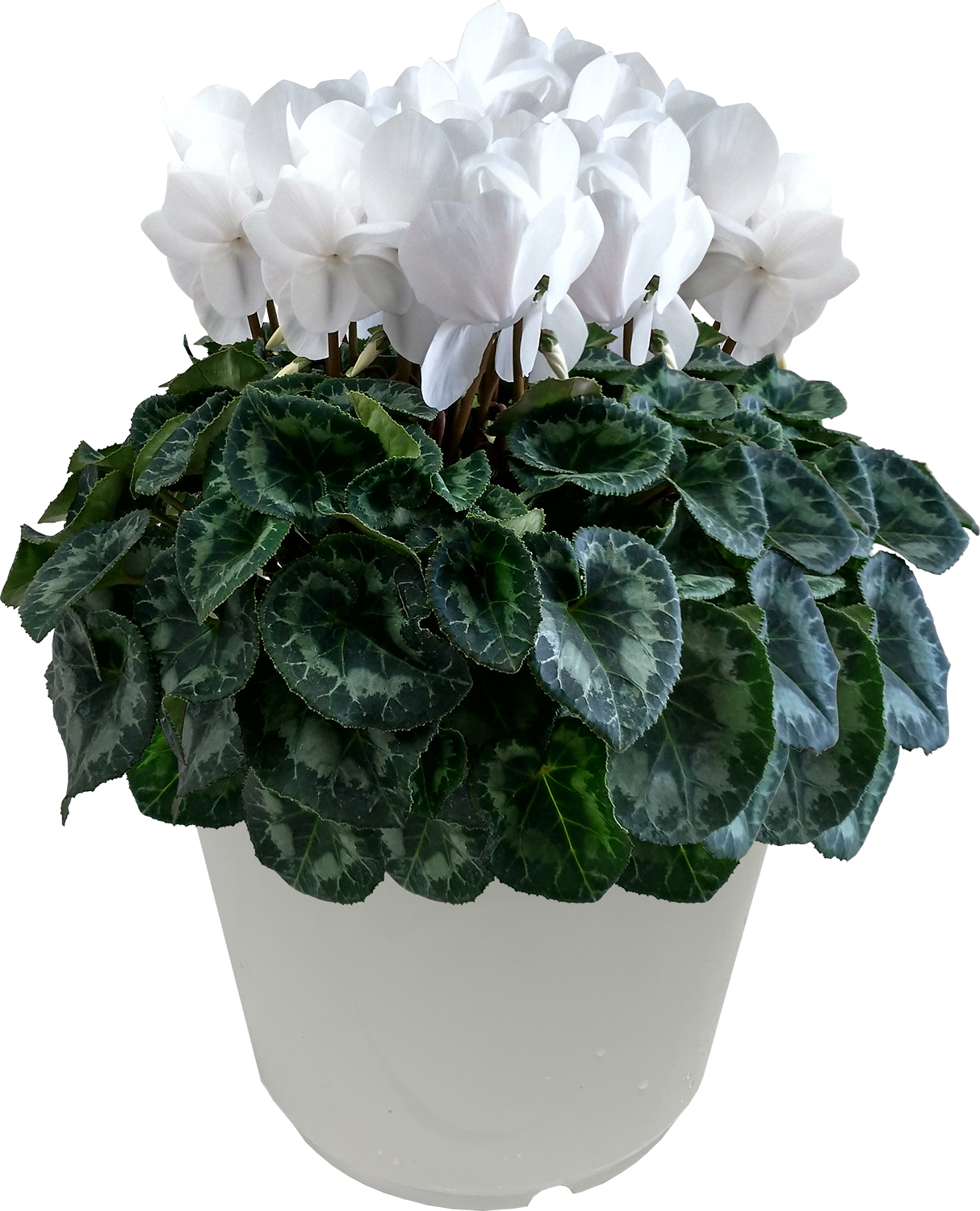 花のギフト社 シクラメン 7号鉢 花 ギフト プレゼント お花 7号 鉢