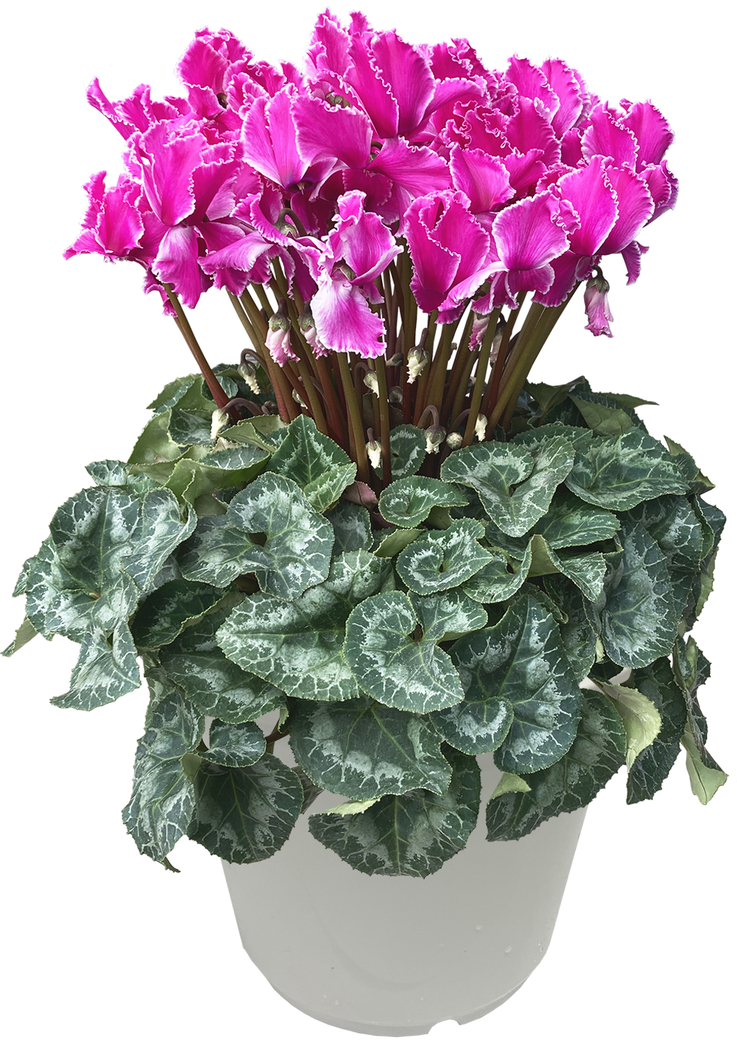 花のギフト社 シクラメン 7号鉢 花 ギフト プレゼント お花 7号 鉢