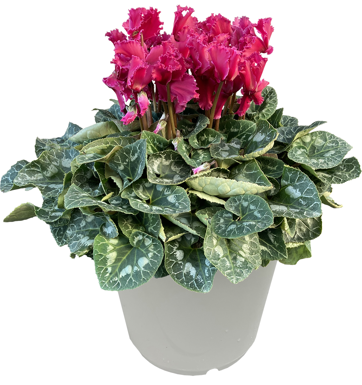 花のギフト社 シクラメン 7号鉢 花 ギフト プレゼント お花 7号 鉢