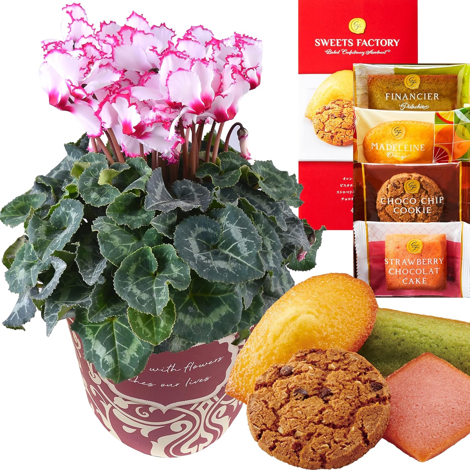 花のギフト社 シクラメン 鉢植え お花 ビクトリア 5号鉢 鉢花 花鉢 し