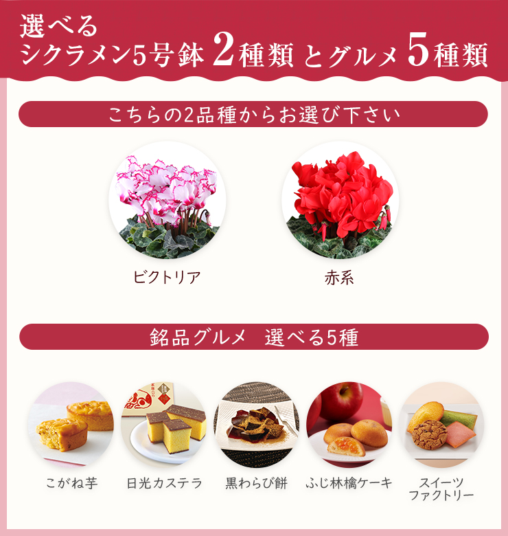 花のギフト社 シクラメン 鉢植え お花 ビクトリア 5号鉢 鉢花 花鉢 し