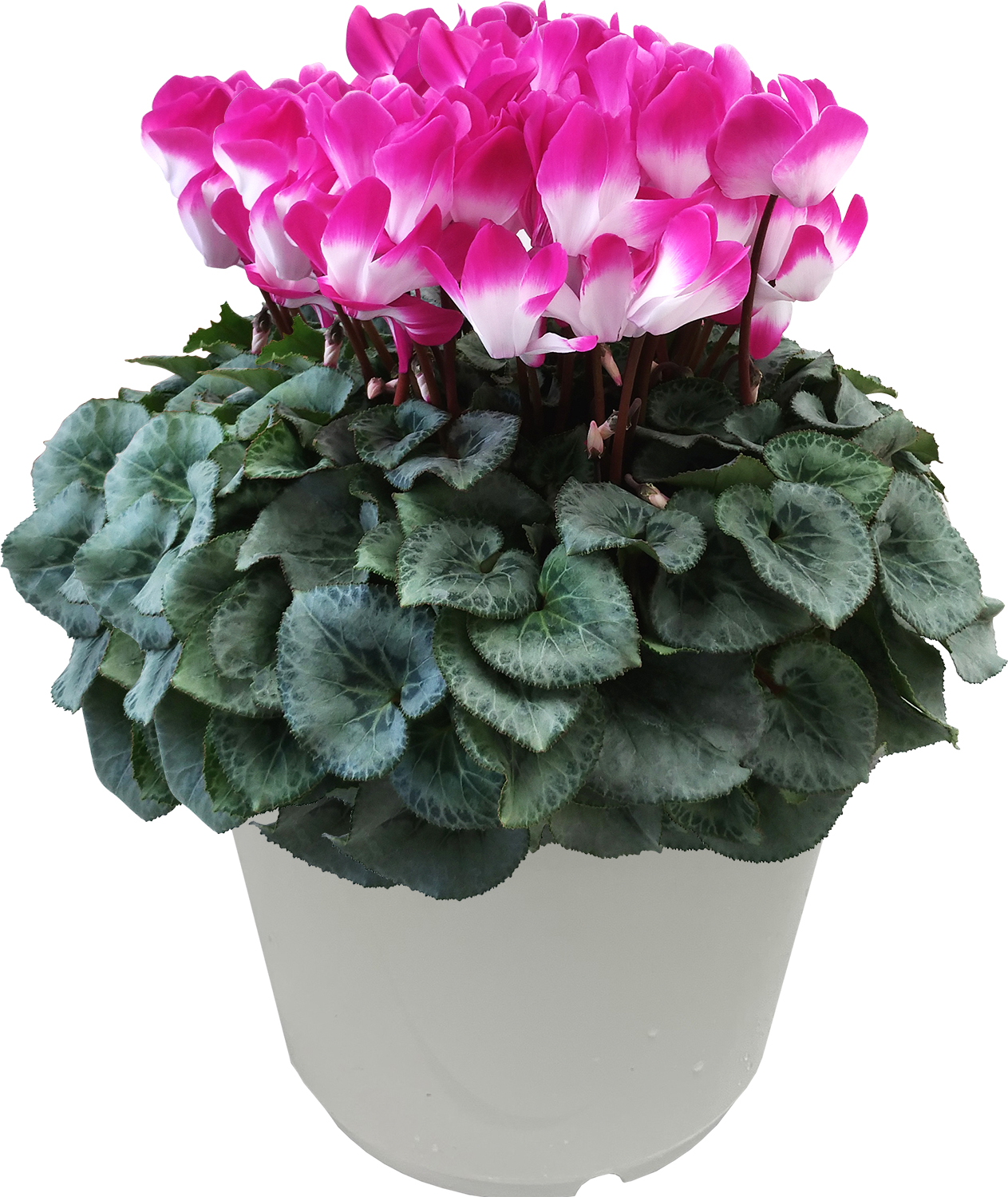 花のギフト社 シクラメン 7号鉢 花 ギフト プレゼント お花 7号 鉢