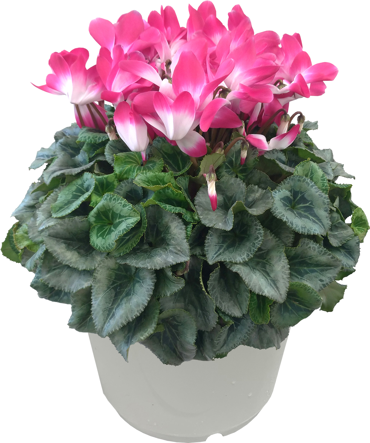 七宝額　シクラメン 有線 シクラメン ミニ額 七宝焼 七宝 在庫限り商品 - 額 | 贈答品