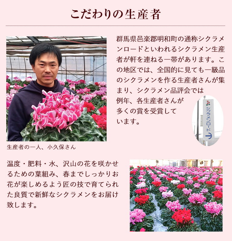 花のギフト社 シクラメン 5号鉢 花 ギフト プレゼント お花 5号 鉢