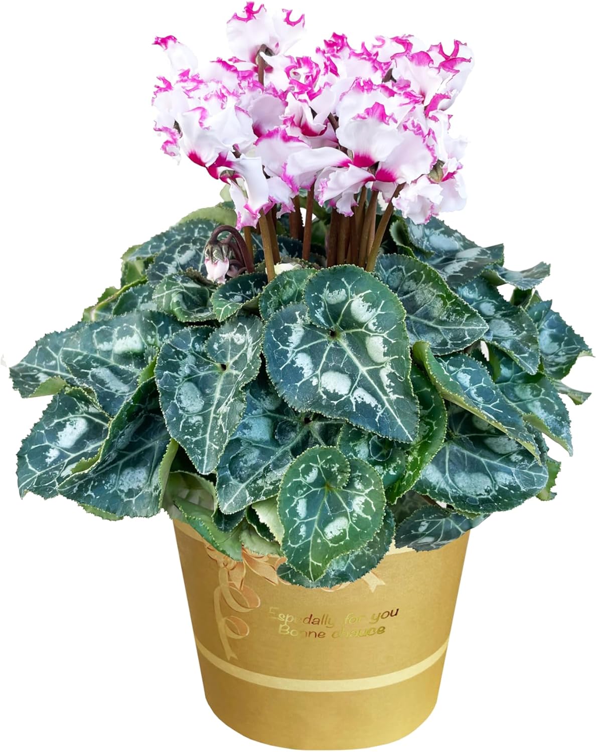 花のギフト社 当日発送17時〆 シクラメン 5号鉢 花 ギフト プレゼント