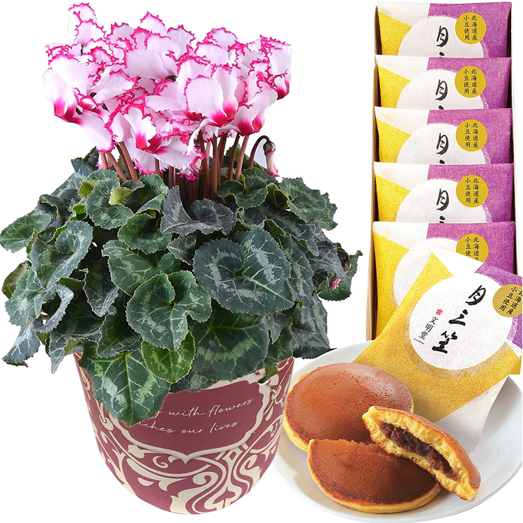 シクラメン 鉢植え 花 ギフト プレゼント 5種から選べるお菓子 お花 ビクトリア 5号鉢 鉢花 吉野の葛餅 梅酒 お酒 お歳暮 クリスマス 誕生日 贈り物 Yh1852 花のギフト社onlineshop 通販 Yahoo ショッピング